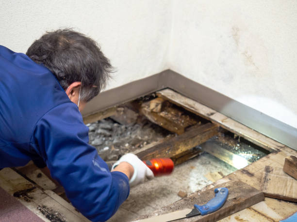 Mold Removal Process in Fortuna Foothills, AZ
