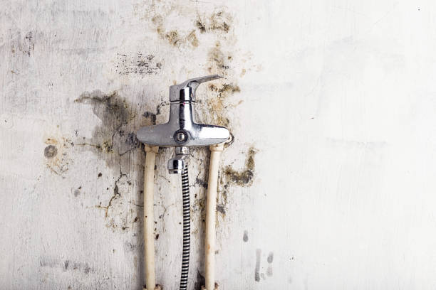 Best Home Mold Removal  in Fortuna Foothills, AZ