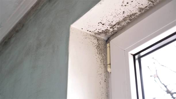 Best Certified Mold Removal  in Fortuna Foothills, AZ