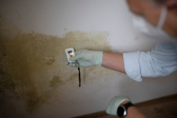 Best Professional Mold Removal  in Fortuna Foothills, AZ