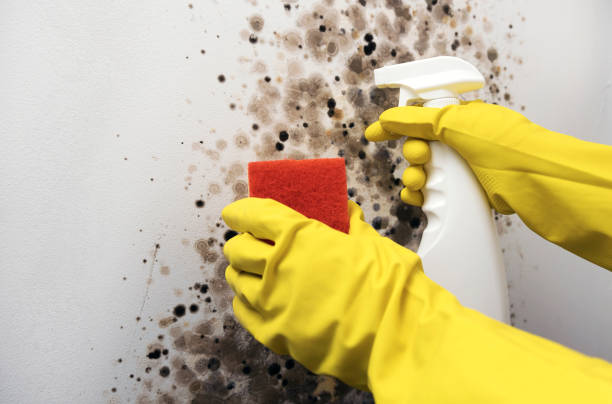 Best Residential Mold Removal  in Fortuna Foothills, AZ