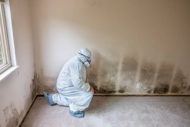 Trusted Fortuna Foothills, AZ Mold Removal Experts