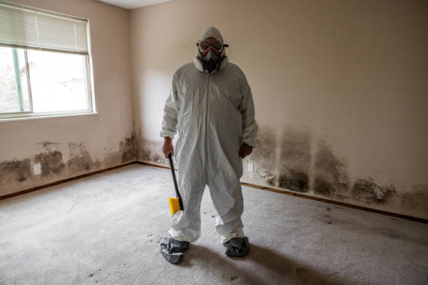 Best Attic Mold Removal  in Fortuna Foothills, AZ