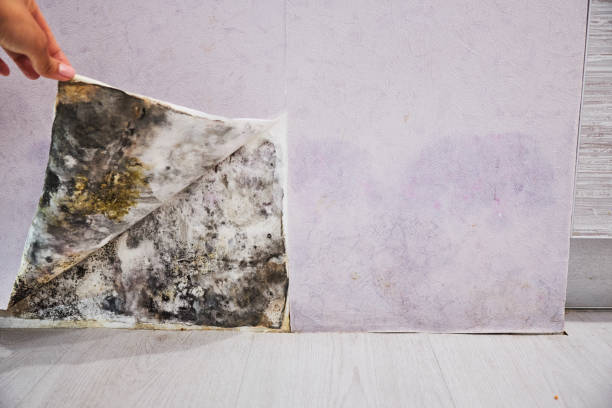 Fortuna Foothills, AZ Mold Removal Company